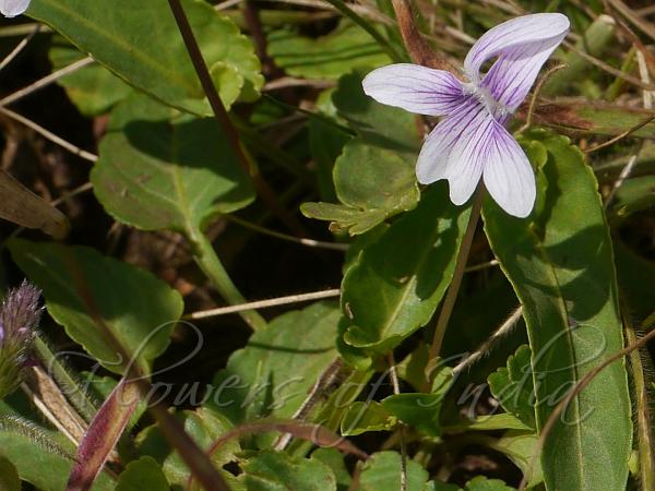 Arrowhead Violet